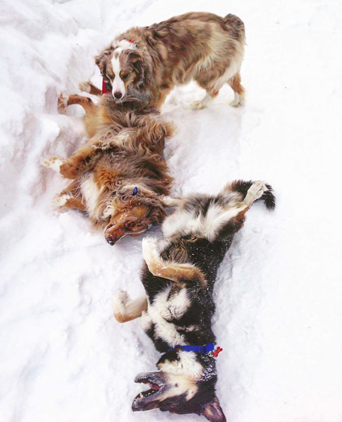 People Living With More Than 2 Dogs, Post Your Pics Of What It’s Like People Living With More Than 2 Dogs, Post Your Pics Of What It’s Like