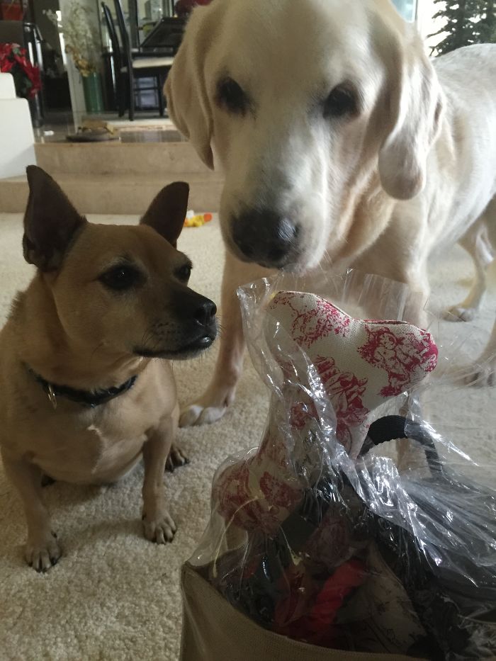 People Living With More Than 2 Dogs, Post Your Pics Of What It’s Like People Living With More Than 2 Dogs, Post Your Pics Of What It’s Like