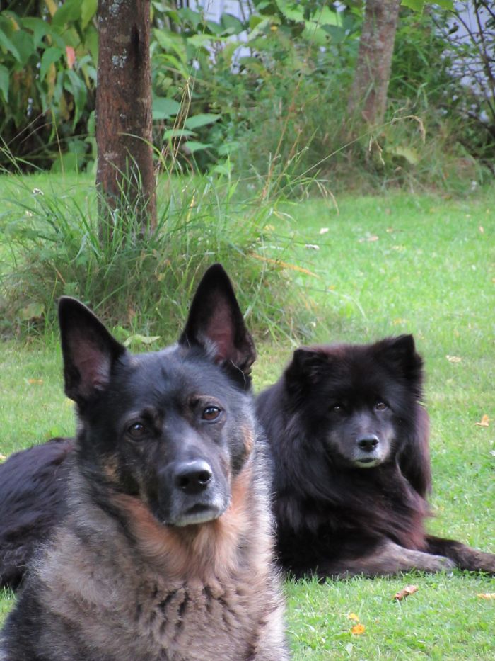 People Living With More Than 2 Dogs, Post Your Pics Of What It’s Like People Living With More Than 2 Dogs, Post Your Pics Of What It’s Like