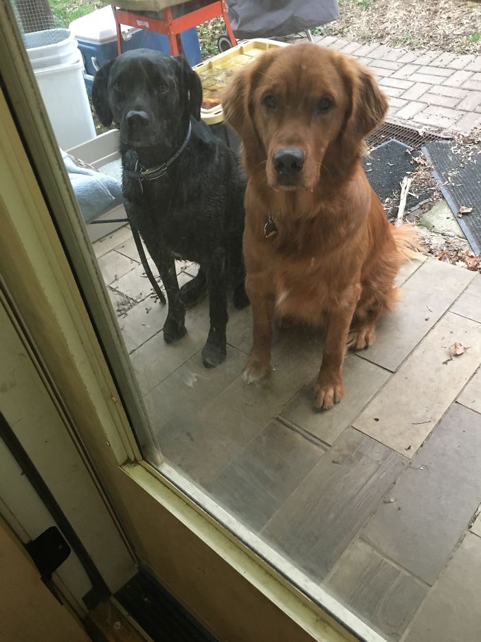 People Living With More Than 2 Dogs, Post Your Pics Of What It’s Like People Living With More Than 2 Dogs, Post Your Pics Of What It’s Like