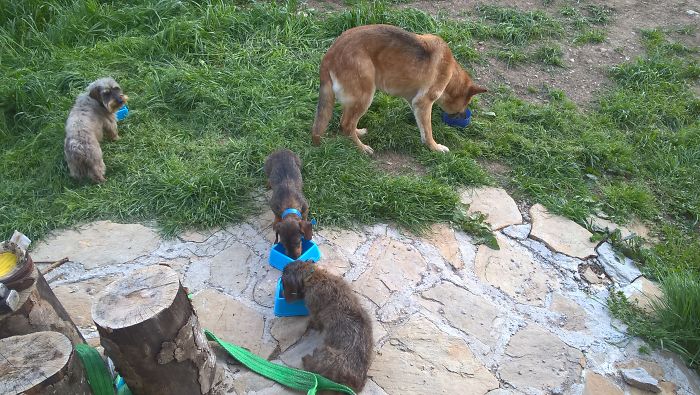 People Living With More Than 2 Dogs, Post Your Pics Of What It’s Like People Living With More Than 2 Dogs, Post Your Pics Of What It’s Like