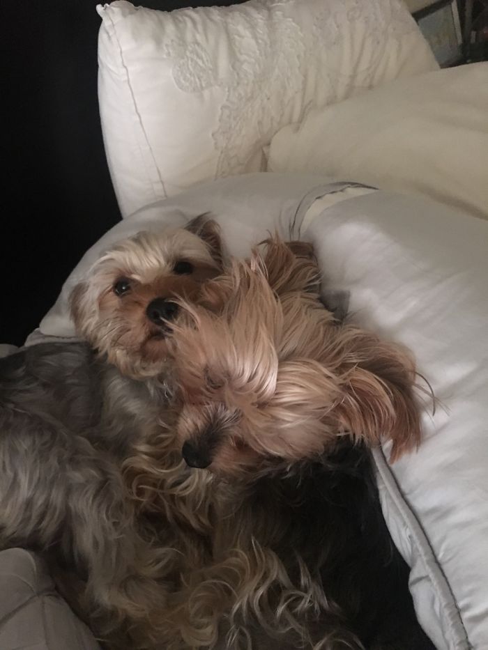 People Living With More Than 2 Dogs, Post Your Pics Of What It’s Like People Living With More Than 2 Dogs, Post Your Pics Of What It’s Like