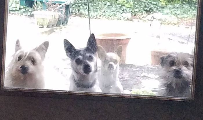 People Living With More Than 2 Dogs, Post Your Pics Of What It’s Like People Living With More Than 2 Dogs, Post Your Pics Of What It’s Like