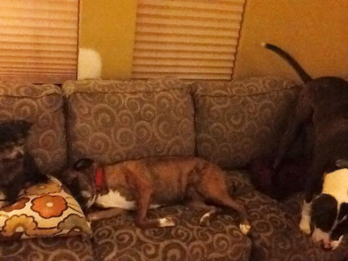 People Living With More Than 2 Dogs, Post Your Pics Of What It’s Like People Living With More Than 2 Dogs, Post Your Pics Of What It’s Like