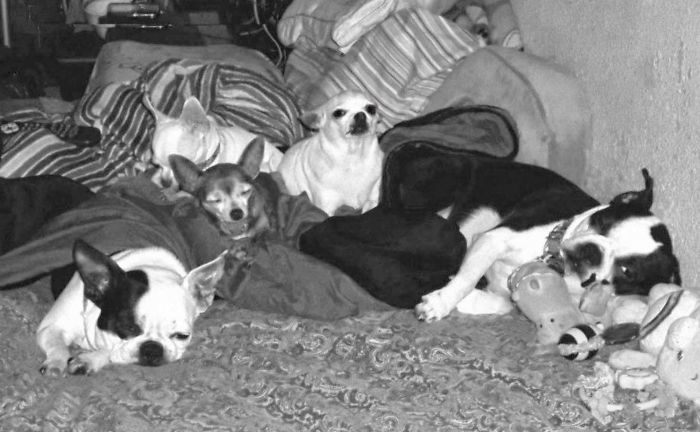 People Living With More Than 2 Dogs, Post Your Pics Of What It’s Like People Living With More Than 2 Dogs, Post Your Pics Of What It’s Like