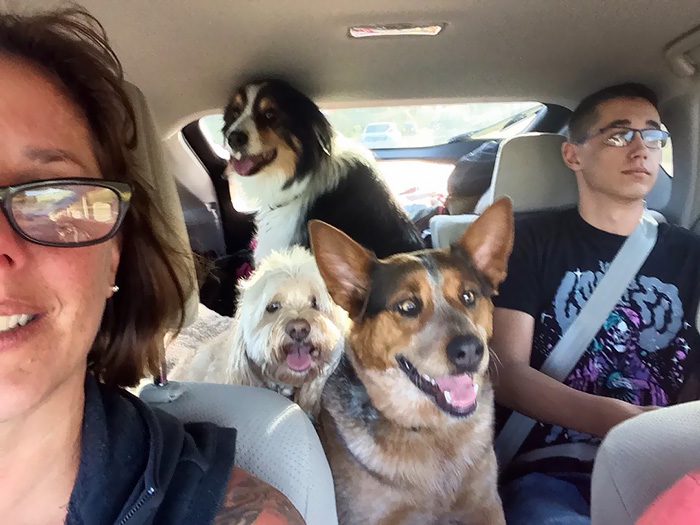 People Living With More Than 2 Dogs, Post Your Pics Of What It’s Like People Living With More Than 2 Dogs, Post Your Pics Of What It’s Like