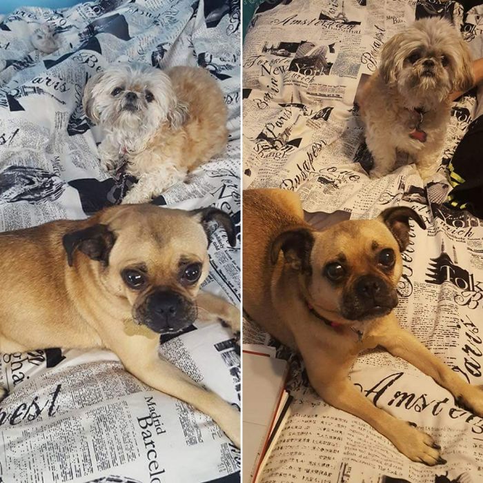 People Living With More Than 2 Dogs, Post Your Pics Of What It’s Like People Living With More Than 2 Dogs, Post Your Pics Of What It’s Like