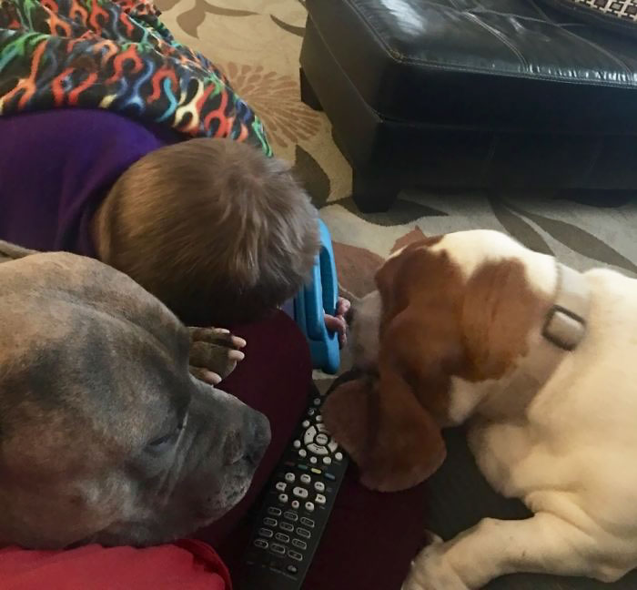 People Living With More Than 2 Dogs, Post Your Pics Of What It’s Like People Living With More Than 2 Dogs, Post Your Pics Of What It’s Like