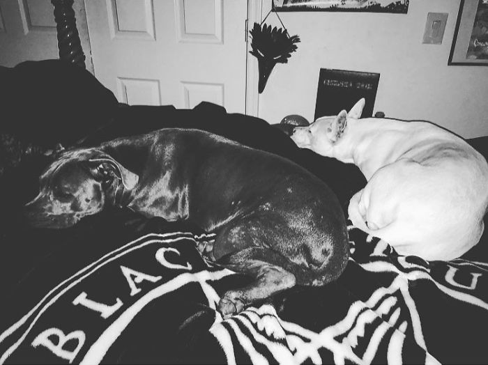 People Living With More Than 2 Dogs, Post Your Pics Of What It’s Like People Living With More Than 2 Dogs, Post Your Pics Of What It’s Like