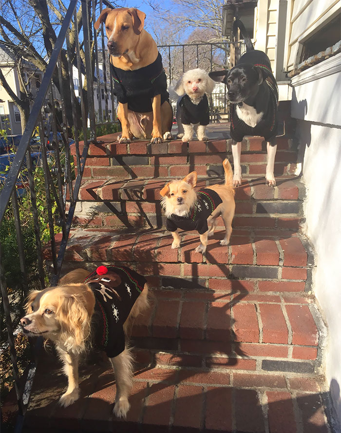 People Living With More Than 2 Dogs, Post Your Pics Of What It’s Like People Living With More Than 2 Dogs, Post Your Pics Of What It’s Like