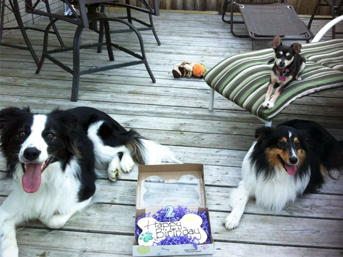 People Living With More Than 2 Dogs, Post Your Pics Of What It’s Like People Living With More Than 2 Dogs, Post Your Pics Of What It’s Like