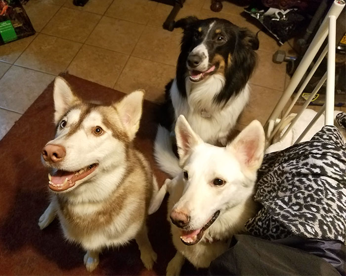 People Living With More Than 2 Dogs, Post Your Pics Of What It’s Like People Living With More Than 2 Dogs, Post Your Pics Of What It’s Like