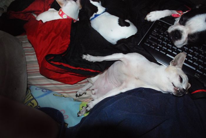 People Living With More Than 2 Dogs, Post Your Pics Of What It’s Like People Living With More Than 2 Dogs, Post Your Pics Of What It’s Like