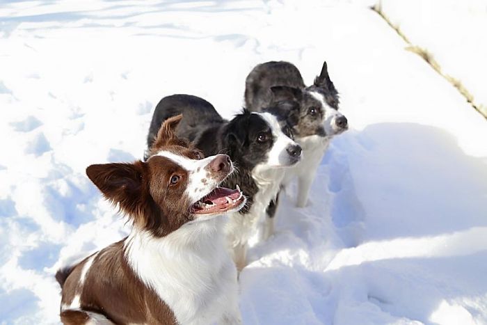 People Living With More Than 2 Dogs, Post Your Pics Of What It’s Like People Living With More Than 2 Dogs, Post Your Pics Of What It’s Like