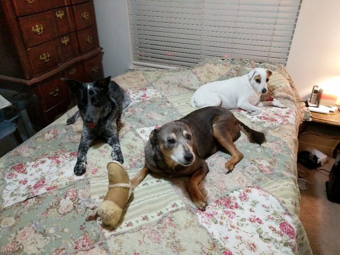 People Living With More Than 2 Dogs, Post Your Pics Of What It’s Like People Living With More Than 2 Dogs, Post Your Pics Of What It’s Like