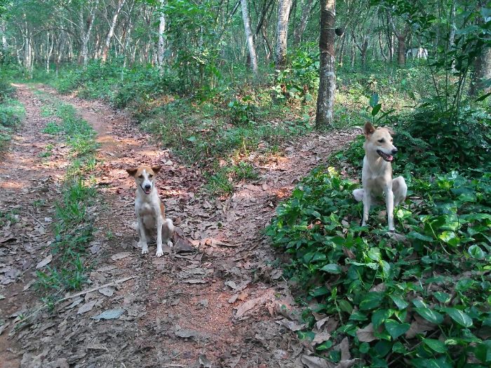 People Living With More Than 2 Dogs, Post Your Pics Of What It’s Like People Living With More Than 2 Dogs, Post Your Pics Of What It’s Like