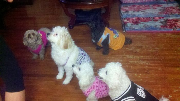 People Living With More Than 2 Dogs, Post Your Pics Of What It’s Like People Living With More Than 2 Dogs, Post Your Pics Of What It’s Like