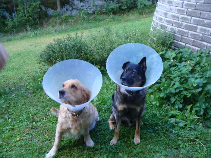 People Living With More Than 2 Dogs, Post Your Pics Of What It’s Like People Living With More Than 2 Dogs, Post Your Pics Of What It’s Like