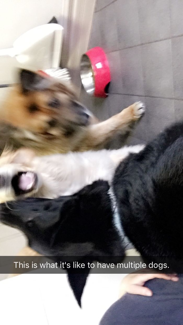 People Living With More Than 2 Dogs, Post Your Pics Of What It’s Like People Living With More Than 2 Dogs, Post Your Pics Of What It’s Like