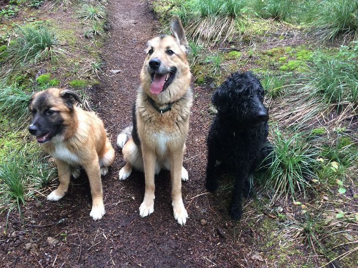 People Living With More Than 2 Dogs, Post Your Pics Of What It’s Like People Living With More Than 2 Dogs, Post Your Pics Of What It’s Like