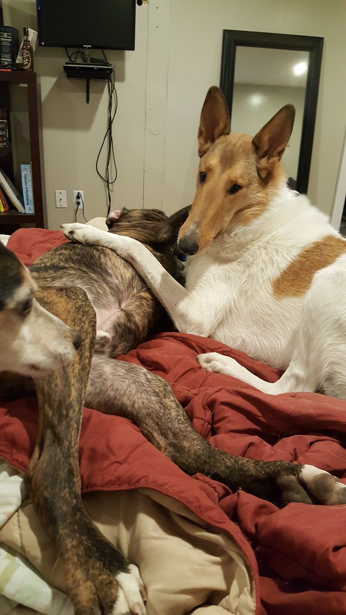 People Living With More Than 2 Dogs, Post Your Pics Of What It’s Like People Living With More Than 2 Dogs, Post Your Pics Of What It’s Like