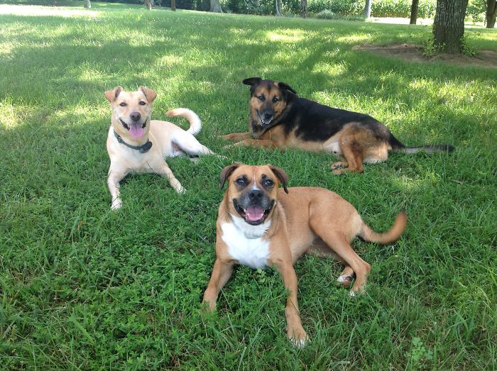 People Living With More Than 2 Dogs, Post Your Pics Of What It’s Like People Living With More Than 2 Dogs, Post Your Pics Of What It’s Like