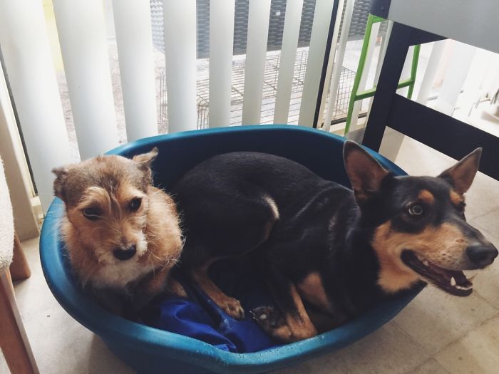 People Living With More Than 2 Dogs, Post Your Pics Of What It’s Like People Living With More Than 2 Dogs, Post Your Pics Of What It’s Like