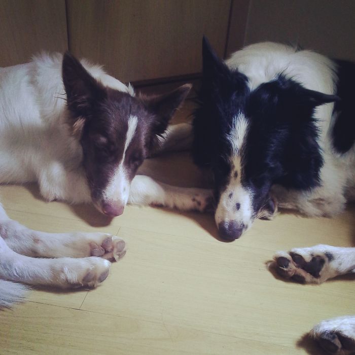 People Living With More Than 2 Dogs, Post Your Pics Of What It’s Like People Living With More Than 2 Dogs, Post Your Pics Of What It’s Like