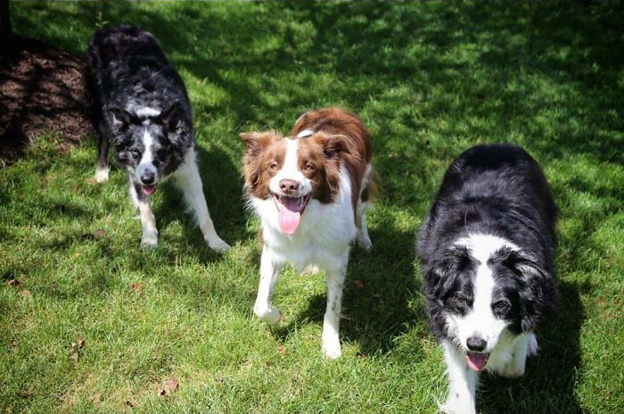 People Living With More Than 2 Dogs, Post Your Pics Of What It’s Like People Living With More Than 2 Dogs, Post Your Pics Of What It’s Like