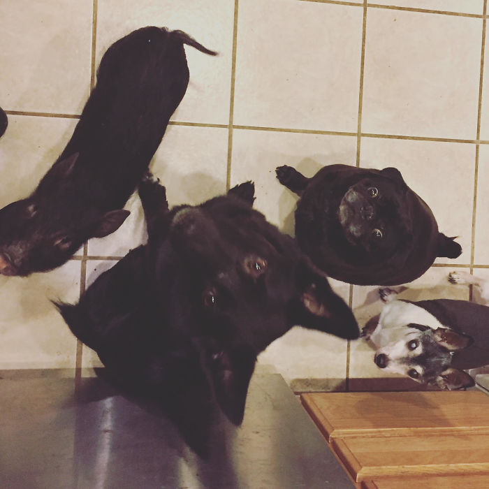 People Living With More Than 2 Dogs, Post Your Pics Of What It’s Like People Living With More Than 2 Dogs, Post Your Pics Of What It’s Like