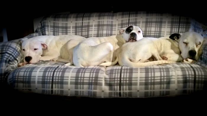 People Living With More Than 2 Dogs, Post Your Pics Of What It’s Like People Living With More Than 2 Dogs, Post Your Pics Of What It’s Like