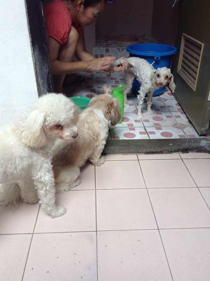 People Living With More Than 2 Dogs, Post Your Pics Of What It’s Like People Living With More Than 2 Dogs, Post Your Pics Of What It’s Like