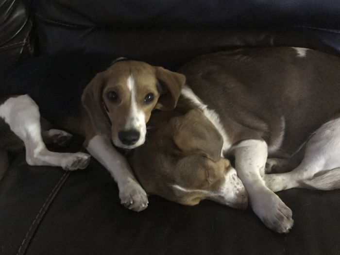 People Living With More Than 2 Dogs, Post Your Pics Of What It’s Like People Living With More Than 2 Dogs, Post Your Pics Of What It’s Like