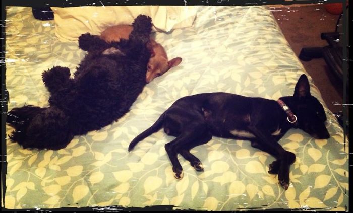 People Living With More Than 2 Dogs, Post Your Pics Of What It’s Like People Living With More Than 2 Dogs, Post Your Pics Of What It’s Like