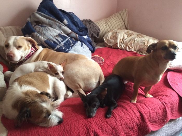 People Living With More Than 2 Dogs, Post Your Pics Of What It’s Like People Living With More Than 2 Dogs, Post Your Pics Of What It’s Like