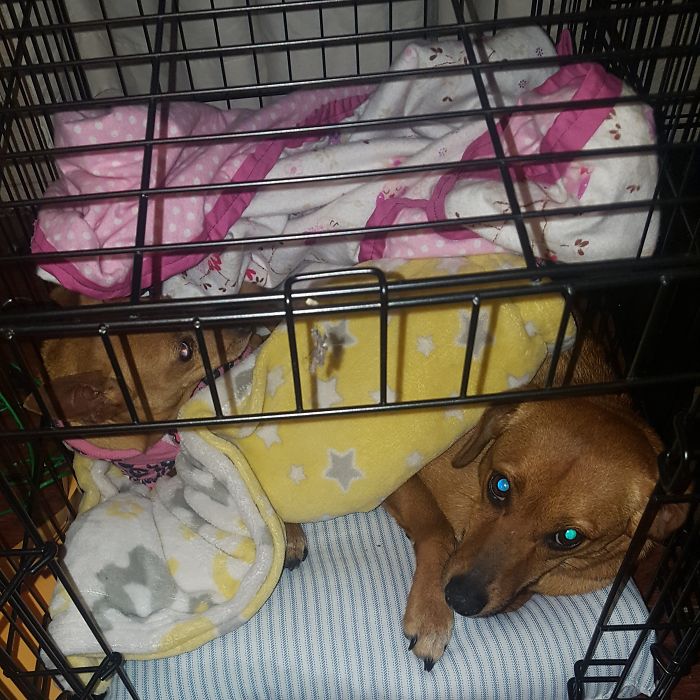 People Living With More Than 2 Dogs, Post Your Pics Of What It’s Like People Living With More Than 2 Dogs, Post Your Pics Of What It’s Like