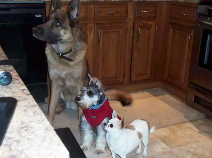 People Living With More Than 2 Dogs, Post Your Pics Of What It’s Like People Living With More Than 2 Dogs, Post Your Pics Of What It’s Like