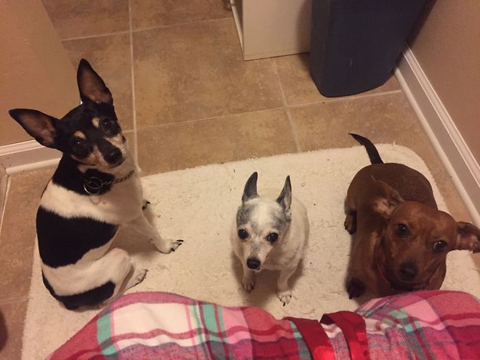 People Living With More Than 2 Dogs, Post Your Pics Of What It’s Like People Living With More Than 2 Dogs, Post Your Pics Of What It’s Like
