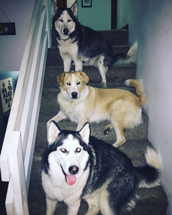 People Living With More Than 2 Dogs, Post Your Pics Of What It’s Like People Living With More Than 2 Dogs, Post Your Pics Of What It’s Like