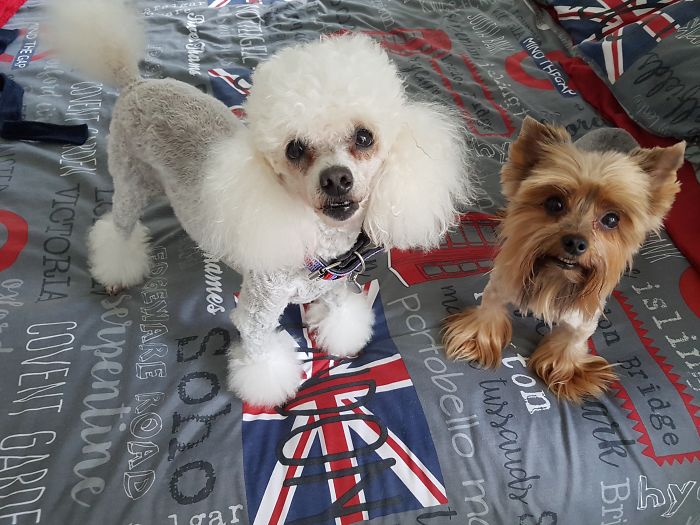 People Living With More Than 2 Dogs, Post Your Pics Of What It’s Like People Living With More Than 2 Dogs, Post Your Pics Of What It’s Like