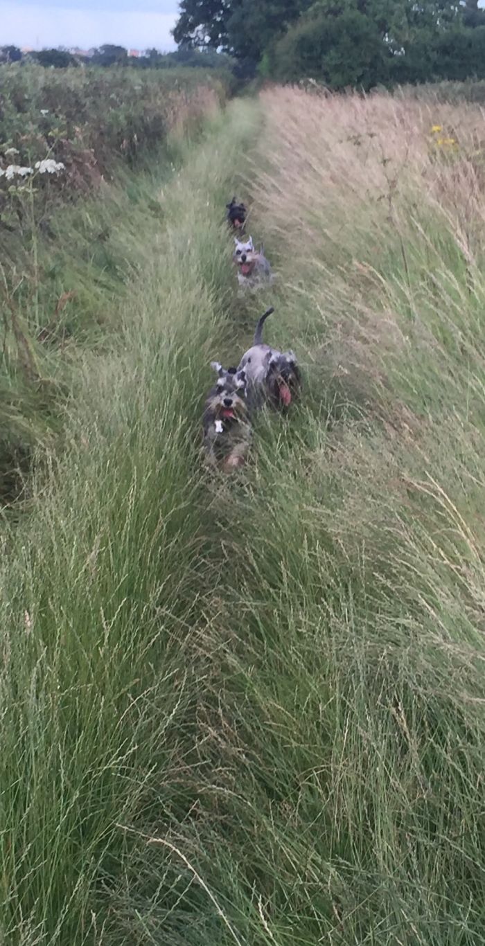 People Living With More Than 2 Dogs, Post Your Pics Of What It’s Like People Living With More Than 2 Dogs, Post Your Pics Of What It’s Like