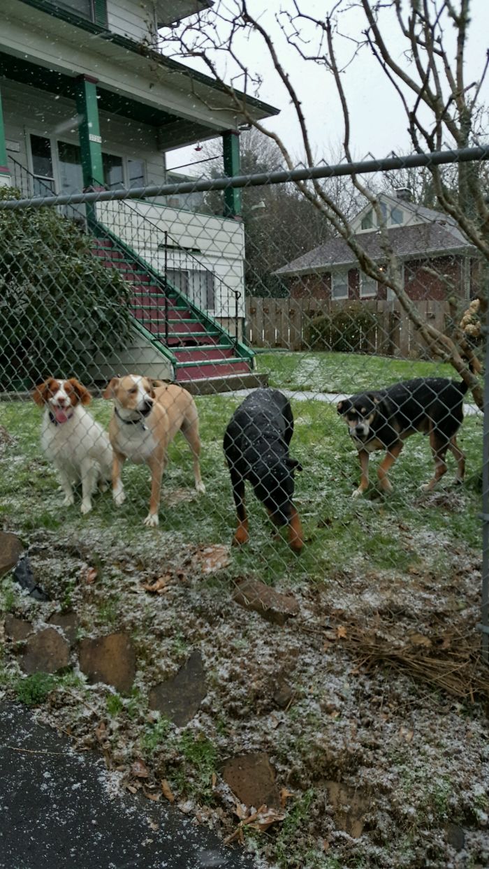 People Living With More Than 2 Dogs, Post Your Pics Of What It’s Like People Living With More Than 2 Dogs, Post Your Pics Of What It’s Like