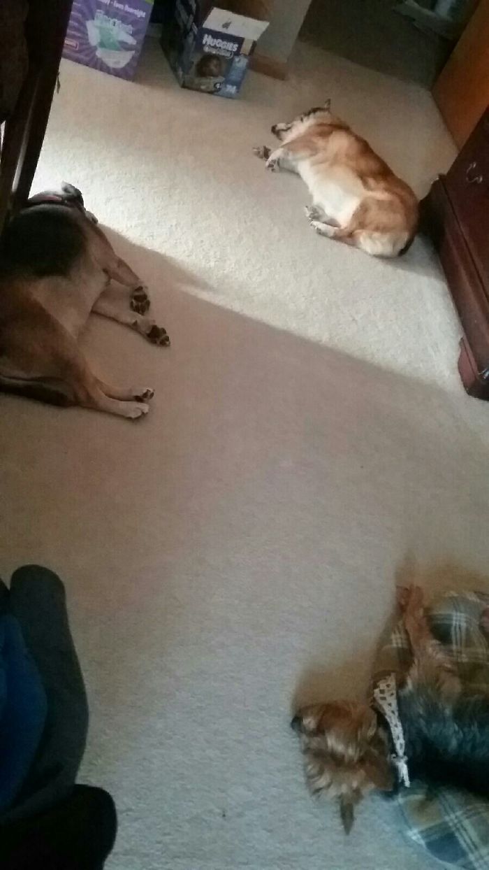 People Living With More Than 2 Dogs, Post Your Pics Of What It’s Like People Living With More Than 2 Dogs, Post Your Pics Of What It’s Like