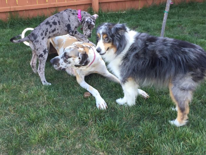 People Living With More Than 2 Dogs, Post Your Pics Of What It’s Like People Living With More Than 2 Dogs, Post Your Pics Of What It’s Like