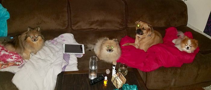 People Living With More Than 2 Dogs, Post Your Pics Of What It’s Like People Living With More Than 2 Dogs, Post Your Pics Of What It’s Like