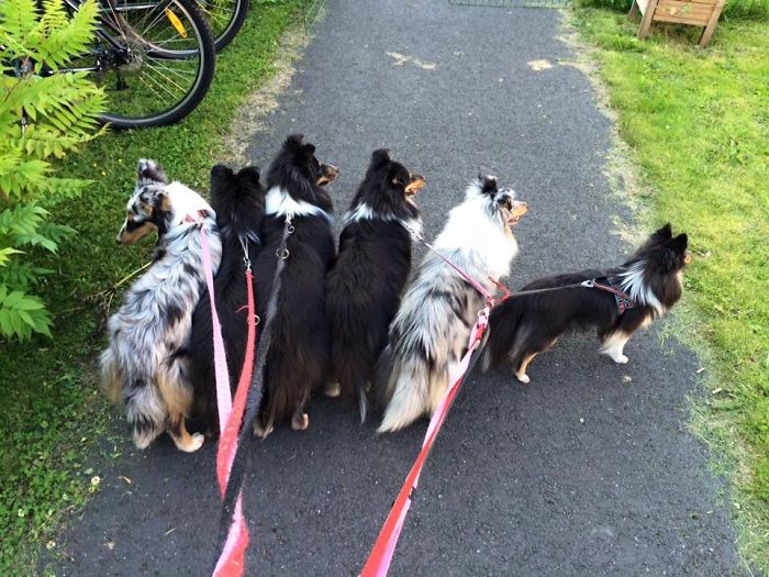 People Living With More Than 2 Dogs, Post Your Pics Of What It’s Like People Living With More Than 2 Dogs, Post Your Pics Of What It’s Like