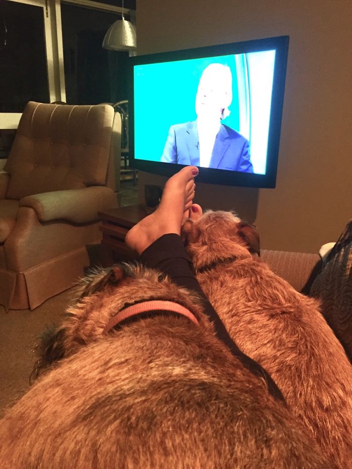 People Living With More Than 2 Dogs, Post Your Pics Of What It’s Like People Living With More Than 2 Dogs, Post Your Pics Of What It’s Like