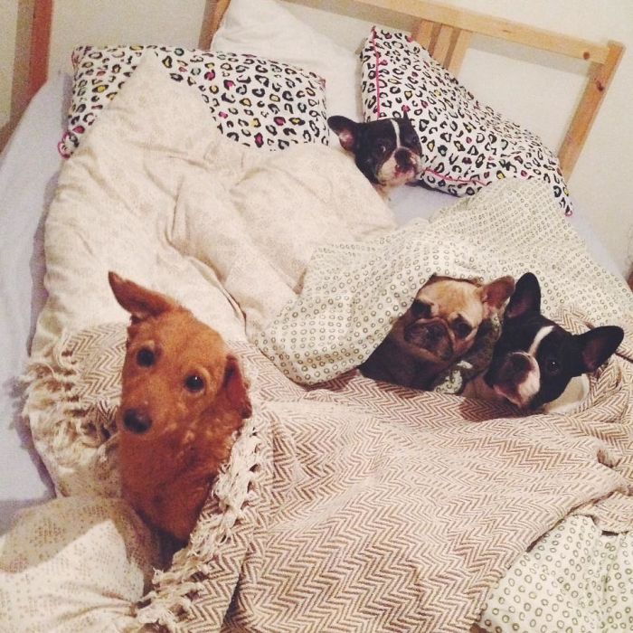 People Living With More Than 2 Dogs, Post Your Pics Of What It’s Like People Living With More Than 2 Dogs, Post Your Pics Of What It’s Like