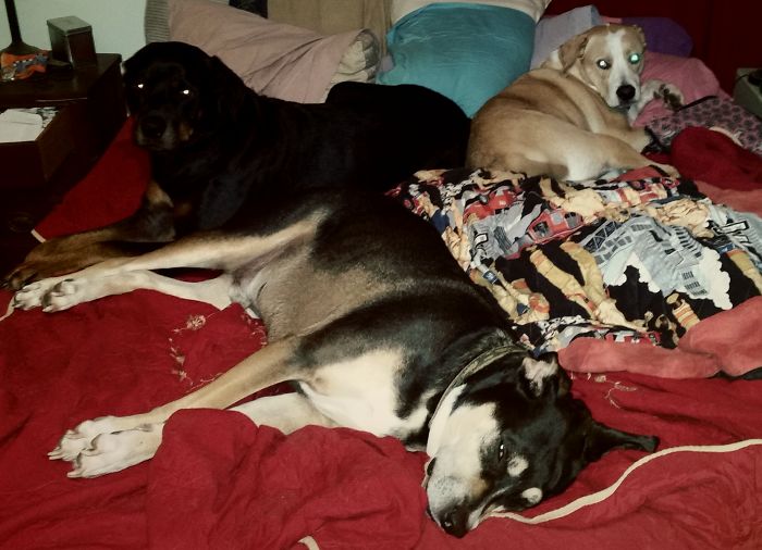 People Living With More Than 2 Dogs, Post Your Pics Of What It’s Like People Living With More Than 2 Dogs, Post Your Pics Of What It’s Like