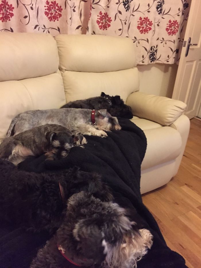 People Living With More Than 2 Dogs, Post Your Pics Of What It’s Like People Living With More Than 2 Dogs, Post Your Pics Of What It’s Like